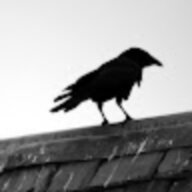crow3