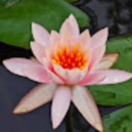 luolaoshi