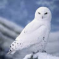 CovertSnowOwl