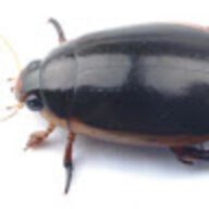 블붕이