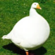hjonk42