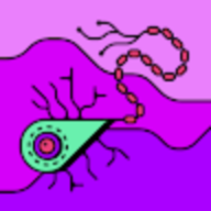 zoyunazucia