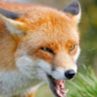 opinion fox