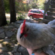 BlueRooster
