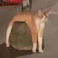 oborotsuki