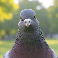 pigeon810