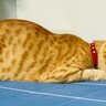 Feroz77