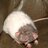 angryrat420