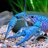 Crayfish