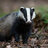 Badgerbite