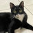 meow00321