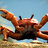 Crabs