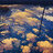 sisxsky