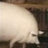 LilPorky