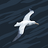 RoundTail