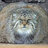 coolcatz