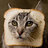 ToastedKat