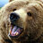 THE BEAR