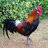 Roosterbandit