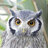 owlpamie