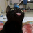 blackcat804