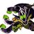 commonrubick