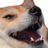 Skifcha