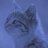 blurplecat