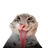 xnite7