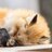 foxAlice