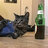 ReeCat