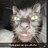 thelonlicat