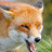 opinion fox