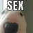 zapis