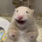 Catpenheimer