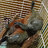 rabbit02411