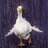 duckduckduck