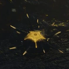 Harmless Flora Mod